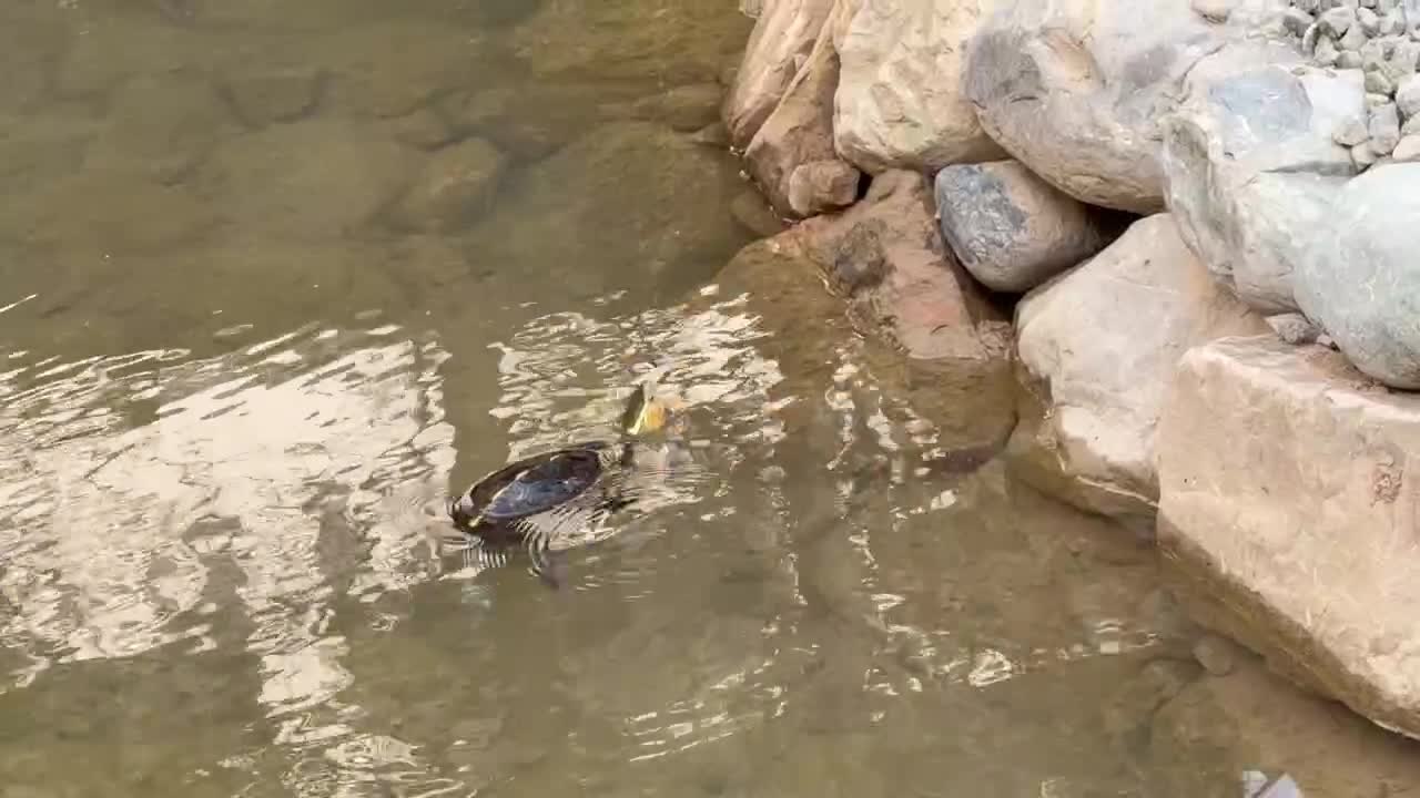 食蛇龜在生態池中悠游