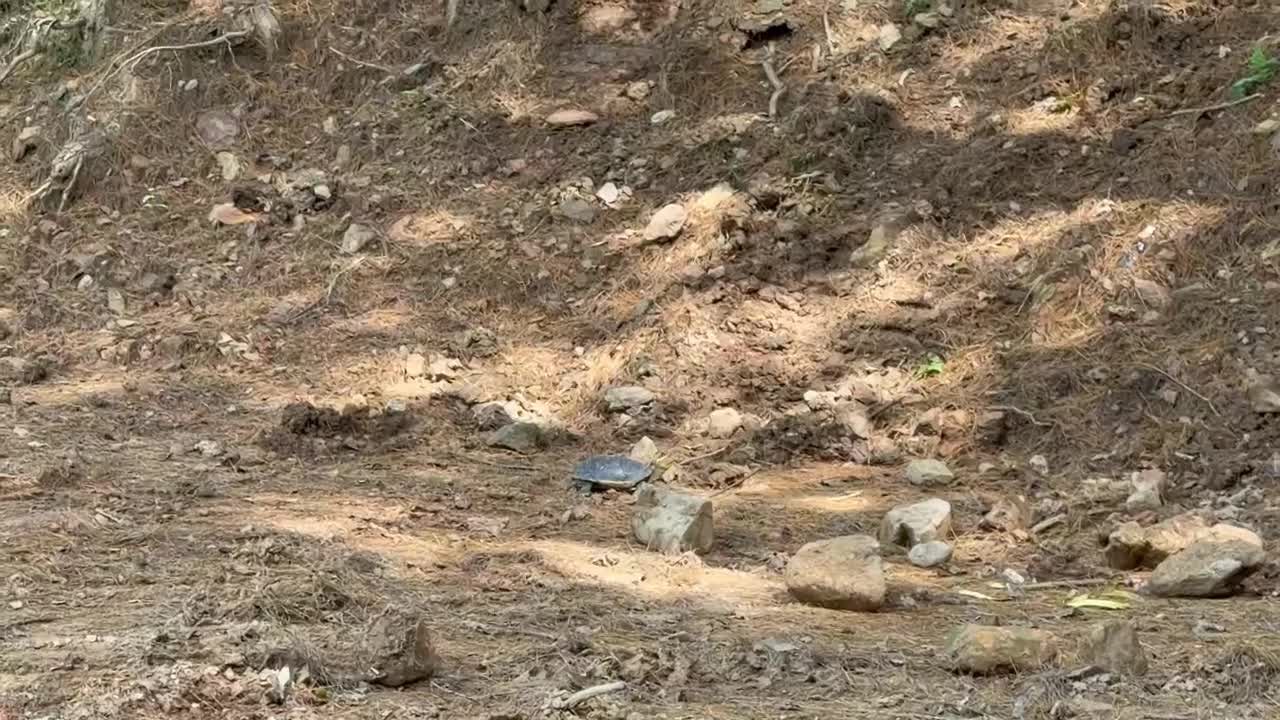 食蛇龜在林間地面緩緩爬行