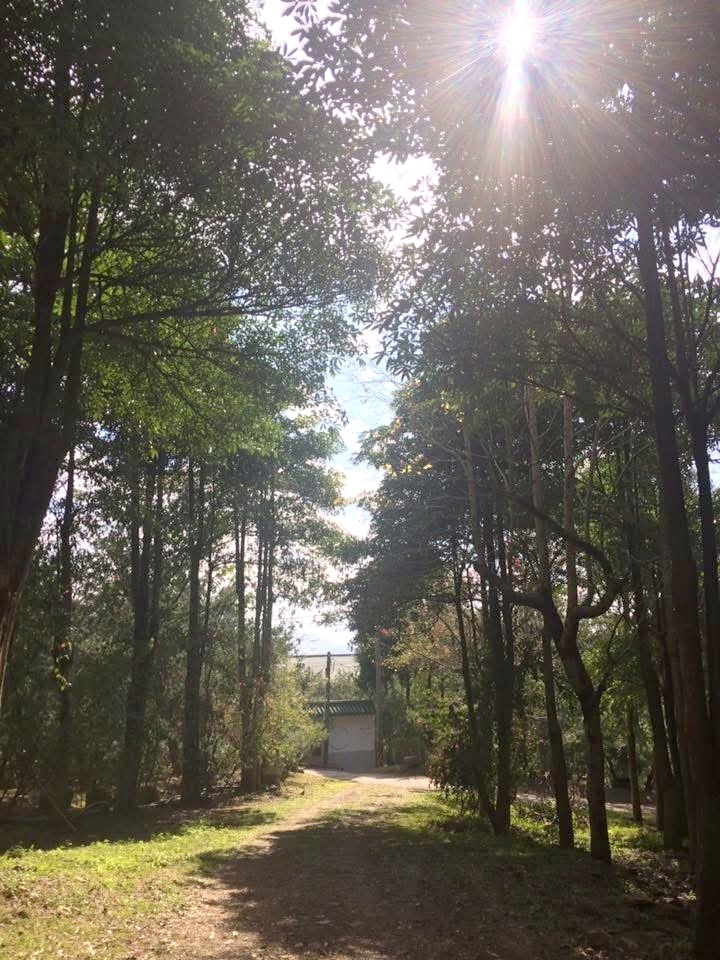 入口林間步道