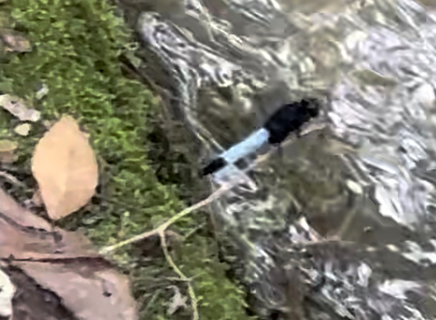 藍色蜻蜓停在溪畔枝條上