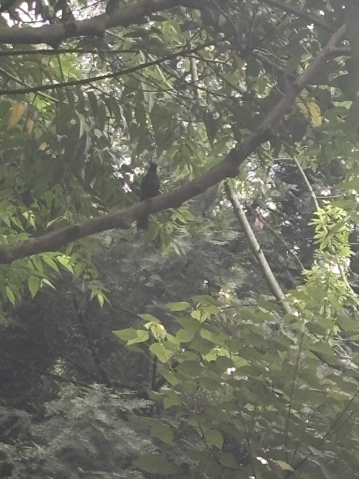林間野鳥