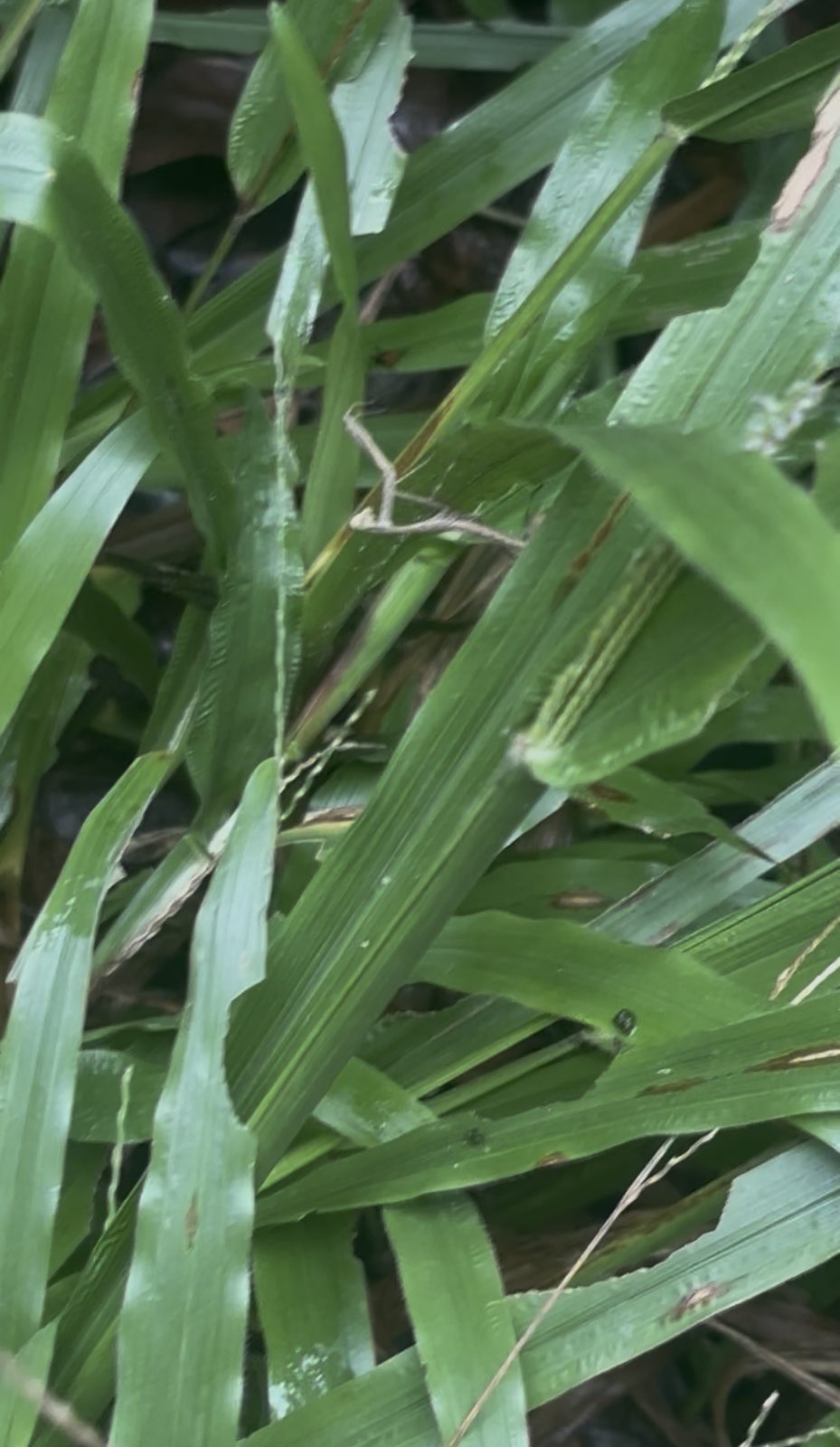 螳螂