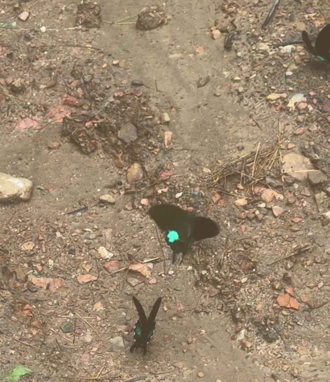 三隻大琉璃紋鳳蝶成群在地面吸水